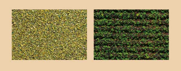 Potato field coarse greenSeeded field light green<br /><a href='images/pictures/Auhagen/76941.jpg' target='_blank'>Full size image</a>